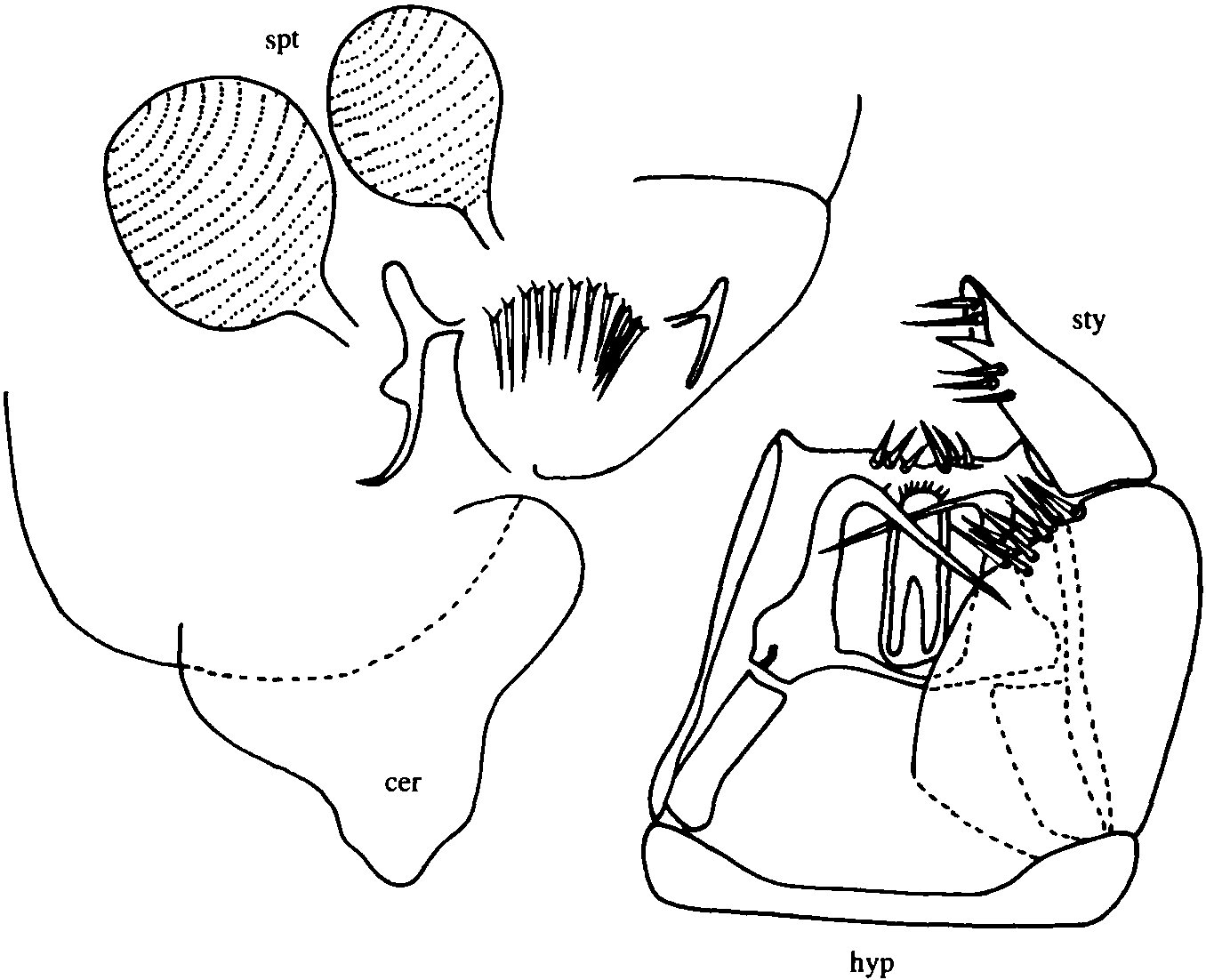 43.牙龍細(xì)蠓